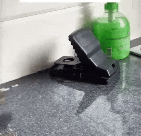 Mouse Trap